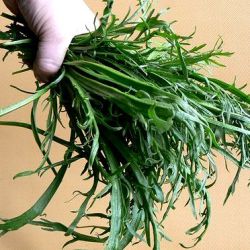 Plantago coronopus 'Minutina'