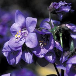 Polemonium yezoense 'Bressingham Purple' ® (='Polbress')