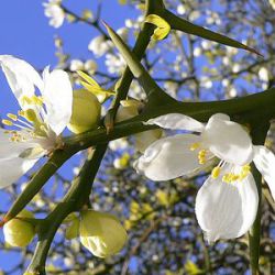 Poncirus trifoliata