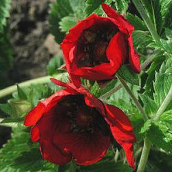 Potentilla 'Flamenco'