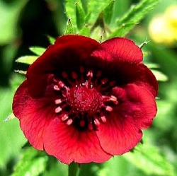 Potentilla thurberi 'Monarch's Velvet'