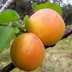 Prunus armeniaca 'Tros Oranje' (laagstam)