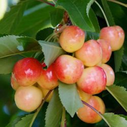 Prunus avium 'Bigarreau Napoléon' (laagstam)