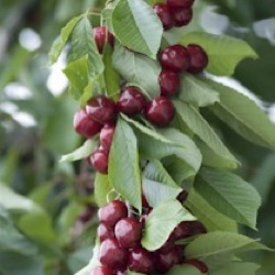 Prunus avium 'Sylvia' (zuilvorm)