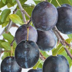 Prunus domestica 'Bleue de Belgique' (laagstam)