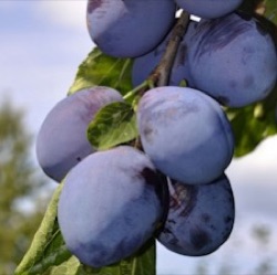 Prunus domestica 'Stanley' (laagstam)