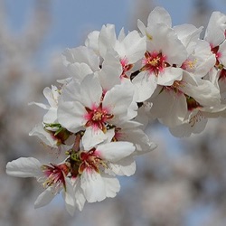 Prunus dulcis 'Robijn' (laagstam)