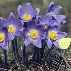 Pulsatilla patens