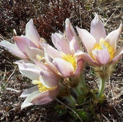 Pulsatilla vernalis