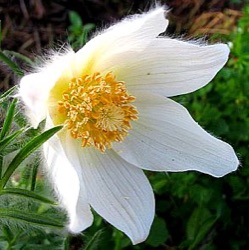 Pulsatilla vulgaris 'Alba'