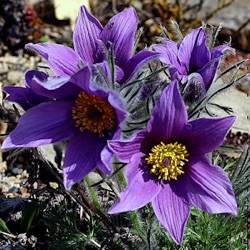 Pulsatilla vulgaris 'Blaue Klokke'