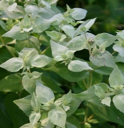 Pycnanthemum muticum