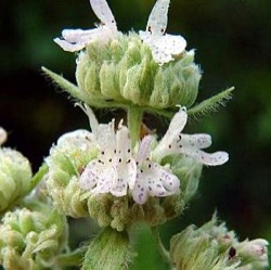 Pycnanthemum verticillatum var. pilosum