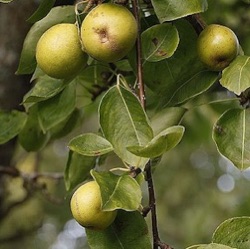 Pyrocydonia danielii