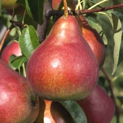 Pyrus communis 'Decora' (zuilvorm)