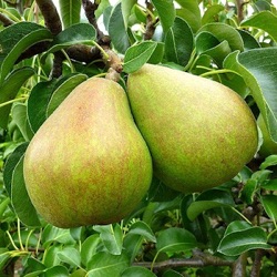 Pyrus communis 'Doyenné du Comice' (laagstam)