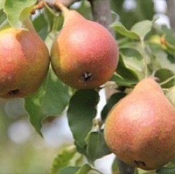 Pyrus communis 'Gieser Wildeman'  (laagstam)