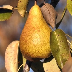 Pyrus communis 'Triomphe de Vienne' (laagstam)