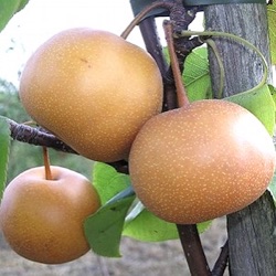 Pyrus pyrifolia 'Chojuro'