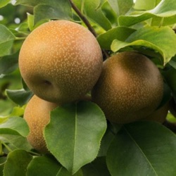 Pyrus pyrifolia 'Shinseiki'