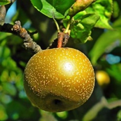 Pyrus pyrifolia 'Tama'