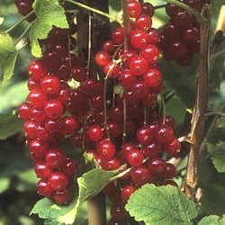 Ribes rubrum 'Rovada'