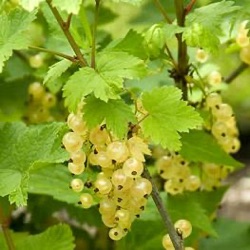 Ribes rubrum 'Witte Hollander'