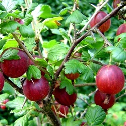 Ribes uva-crispa 'Captivator'