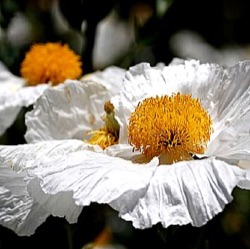 Romneya coulteri