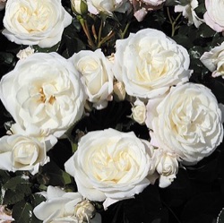 Rosa 'Alabaster'