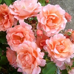 Rosa 'Alibaba' ('Schloss Bad Homburg')