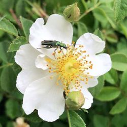 Rosa arvensis