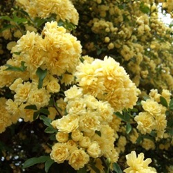 Rosa banksiae var. banksiae f. lutea