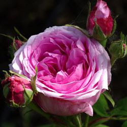 Rosa 'Comte de Chambord'