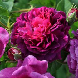 Rosa 'Erinnerung an Brod'