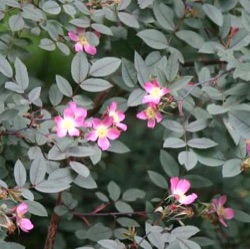 Rosa glauca
