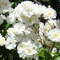Rosa 'Guirlande d'Amour' ®