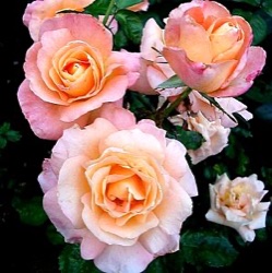 Rosa 'Jam & Jerusalem'