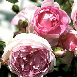 Rosa 'Jasmina' ®