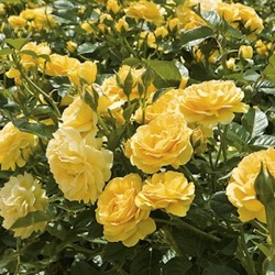 Rosa 'Julia Child'
