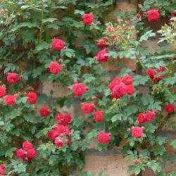 Rosa 'Kisses of Fire' ('Rosilia')