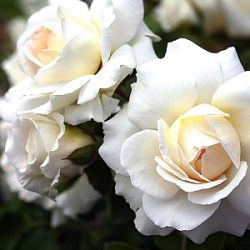 Rosa 'Kosmos' ®