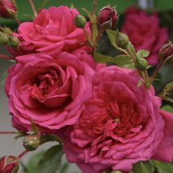 Rosa 'Laguna'