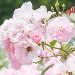 Rosa 'Little Rambler'