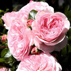Rosa 'Mariatheresia' ®