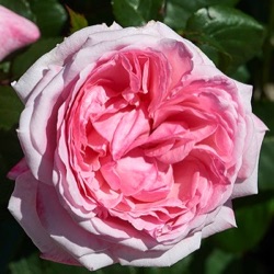 Rosa 'Marlis' (Renaissance)