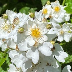 Rosa multiflora var. multiflora