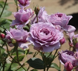 Rosa 'Novalis' ®