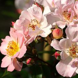 Rosa 'Open Arms'