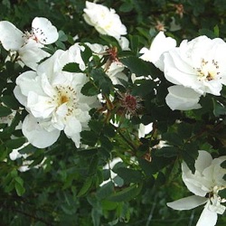 Rosa 'Paula Vapelle'